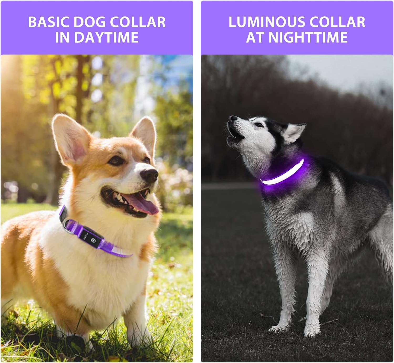 Rechargeable LED Dog Collar, Waterproof Light Up Flashing Safety Collar for Small Medium Large Dogs Purple